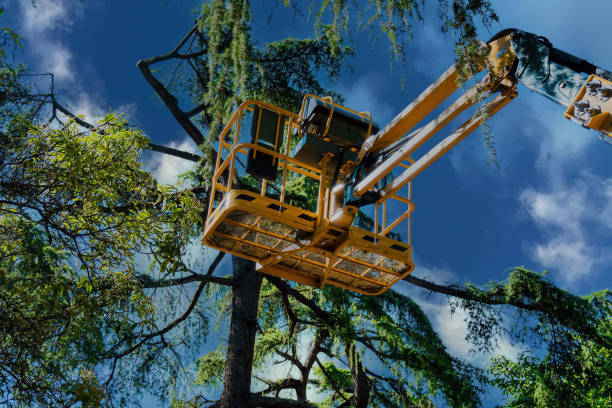 Best Commercial Tree Services  in West Bay Shore, NY